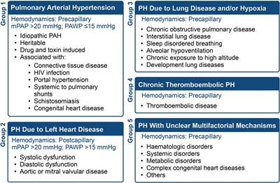 Exploring the pathogenesis of pulmonary vascular disease